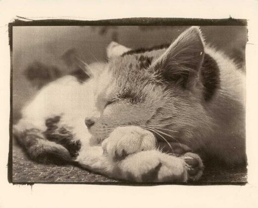 Авторка Вікторія Базар