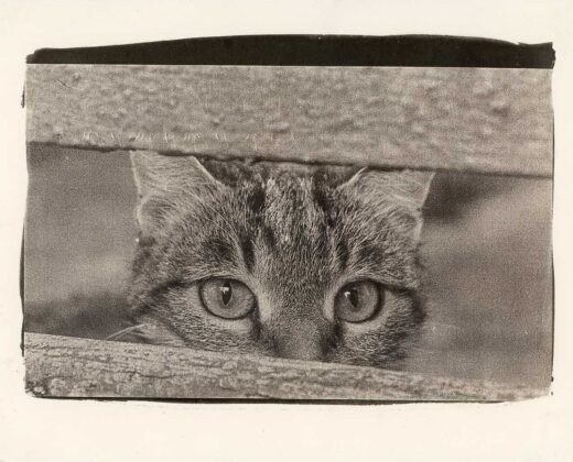 Авторка Вікторія Вінтонюк