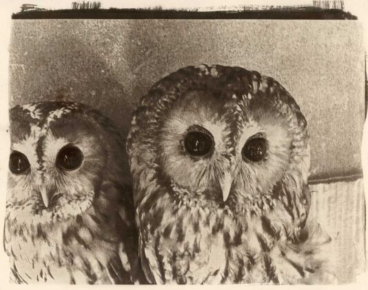 Авторка Софія Ліна Кобик