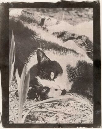 Авторка Соломія Моравська