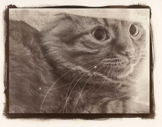 Авторка Катерина Андрущенко