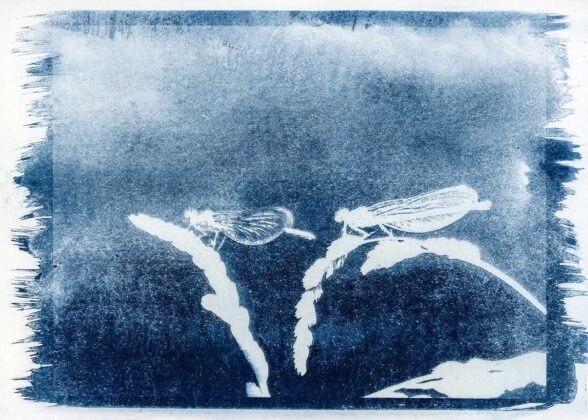 Авторка Аліна Новікова