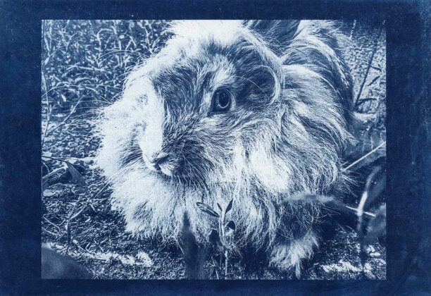 Авторка Юлія Васількова